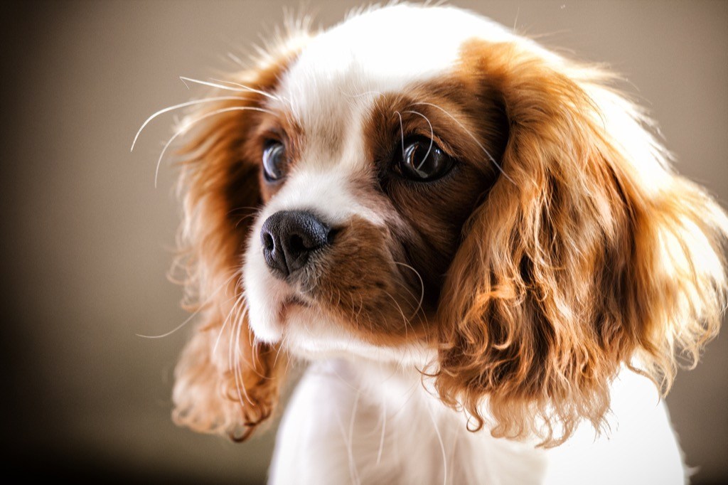 cocker spaniel - dog puns