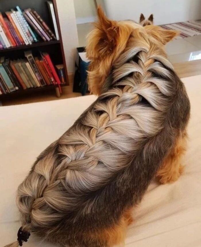 French Braid On A Yorkie